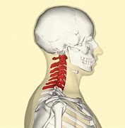 Image result for Picture of Cervical Spine Anatomy