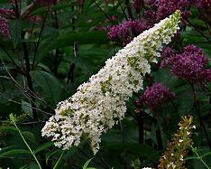 Image result for Buddleia davidii Nanho White