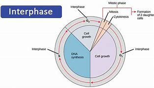 Image result for Interphase G1