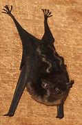 Image result for Bat Coloring