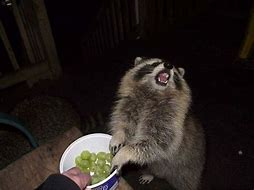 Image result for Raccoon Meme Wallpaper
