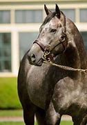 Image result for Most Beautiful Thoroughbred Horse