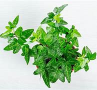 Image result for Blue Ivy Plant
