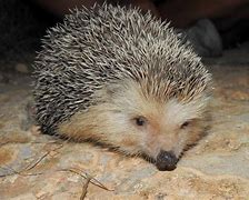 Image result for Algerian Hedgehog