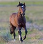 Image result for African Wild Horses