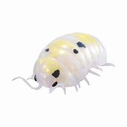 Image result for Isopod Toy