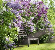 Image result for Lilac Bush Hedge