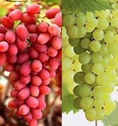 Image result for Build a Grape Vine Trellis