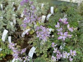 Image result for Thalictrum Fairy Wings