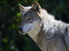 Image result for Pictures of Grey Wolves