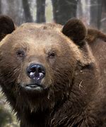 Image result for Scary Bear Wallpaper