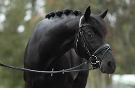Image result for Black Forest Horse Dressage