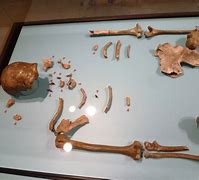 Image result for Neanderthal Fossils