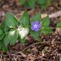 Image result for Periwinkle Perennial