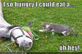Image result for Funny Animal Quote Wallpaper
