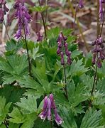 Image result for Aconitum Purple Sparrow