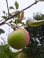 Image result for Different Apples Gravenstein