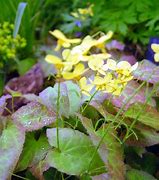 Image result for Epimedium perralch. Frohnleiten