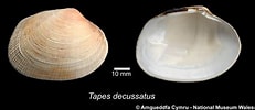 Image result for "tapes Decussata". Size: 231 x 100. Source: naturalhistory.museumwales.ac.uk