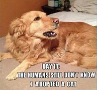 Image result for Cats and Dogs Funny Animal Memes