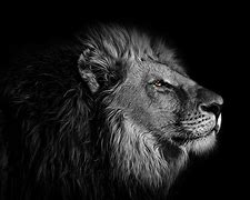 Image result for HD Lion Wallpaper 4K