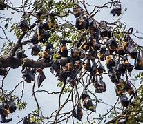 Image result for Bat Hanging in Tree