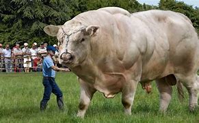 Image result for Largest World Biggest Bull
