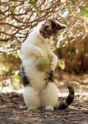 Image result for Cute Funny Animals