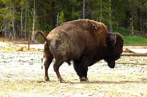 Image result for Funny Buffalo Art
