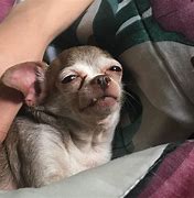 Image result for Stoned Puppy