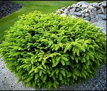 Image result for Picea abies Nidiformis