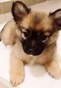 Image result for Pomeranian Pug Mix Puppies