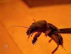 Image result for Northern Mole Cricket