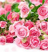 Image result for Pretty Pink Roses