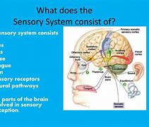 Image result for Sensory System