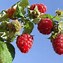 Image result for Rubus idaeus Malling Promise