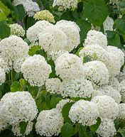 Hydrangea arborescens Incrediball 的图像结果