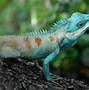 Image result for Red and Green Lizard