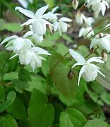 Image result for Epimedium youngianum Niveum