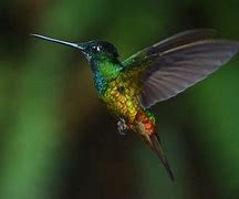 Image result for Coeligena Trochilidae