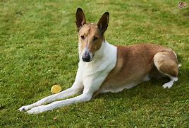 Image result for collie_smooth