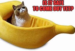 Image result for Cat with Banana Meme