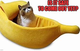 Image result for Banana Cat Meme