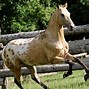Image result for Race Horse Side View