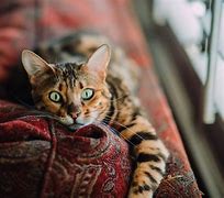Image result for Weird Brown Cat