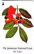 Image result for Jamaica National Symbols Drawings Ackee
