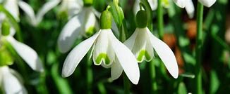 Image result for Galanthus Clare Blakeway-Phillips
