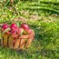 Image result for Some Apples