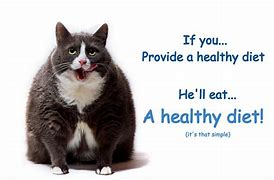 Image result for Fat Cat Diet
