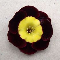 Afbeeldingsresultaten voor Primula auricula Ted Roberts